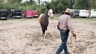 VENDIDA - Don Ramón trabajando a LA MUÑECA, potranca de 3 años disponible para venta