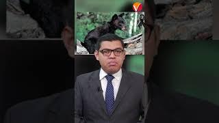 Pobladores matan a cría de oso negro en Coahuila