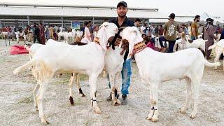 Live Soda Mandi Main Aj Bohat Rush Hai Shahpur Kanjra Mazhar Biba Official