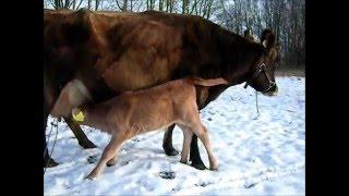 Inger`s new adopted calf