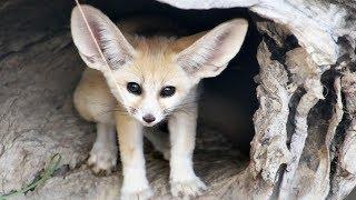 Le fennec est quand même bien mignon - ZAPPING SAUVAGE