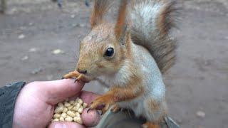 Две белки. Зарисовка / Two squirrels. The sketch