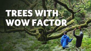 How we Photographed Awe-inspiring Trees | Pro Tips & Inspiration