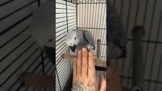 Smartest Parrot In The World The African Grey