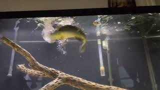 Feeding Pet LARGEMOUTH BASS With A Live Mouse!