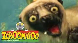  Zoboomafoo  119 | Running - Full Episode | Kids TV Shows