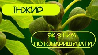 Як виростити інжир