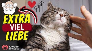 Warum Katzen-Senioren EXTRA Liebe brauchen 