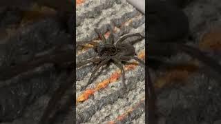 Huge Hotel Spider!