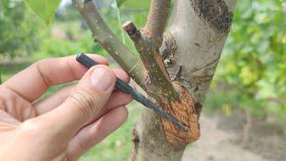 Grafting a Tree with a Drill in Summer