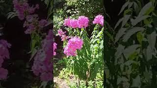 beautiful phlox Flame Purple