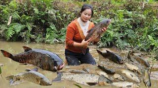 Release pond to catch super giant fish - Fish stew with sour vegetables l Lý Thị Sai