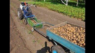 Harvesting potatoes. Motoblock train: it digs, assembles and transports itself.