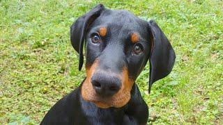 LOKI THE DOBERMAN PUPPY - SEE How Patient our Doberman puppy when it comes to getting his treats 