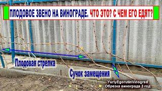  Обрезка винограда на ПЛОДОВОЕ ЗВЕНО. Так обрезали еще 3000 лет назад, а что вы знаете о нем?