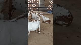 Top quality barbari goat at choudhary Agro Farm sirsa haryana #goatfarm #barbari #bettal #goats