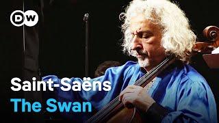 Saint-Saëns: The Swan - Masterpiece of Romanticism | Mischa Maisky, cello