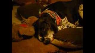 Elvis Bondurant--The Singing dog: Oh When the Saints (Take 1)
