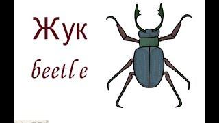 Beetle, how to draw a beetle, how to draw a husk, draw beetles step by step, drawing a beetle