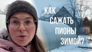 Как сажать пионы зимой и поздней осенью