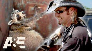 Top 3 CRAZIEST Raccoon Captures (Part 2) | Billy the Exterminator | A&E