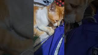 Yum yum yum#cats #cute #crazy