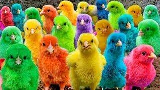 World Cute Chickens, Colorful Chickens, Rainbows Chickens, Cute Ducks, Cat, Rabbit, Cute Animals 