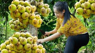 Giant Fig Harvest for Sale at Market - Surprise Find on Sai's Forest trip | Ly Thi Sai Harvest