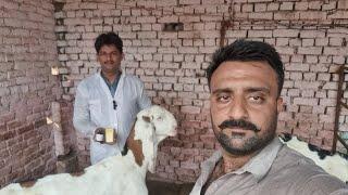 Apna Janver ko Pneumonia Sa Bacho Weather Chang Honke Waja Sa Janver distrub  Rooftop Goat Farming