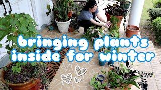 Preparing To Bring All My Plants Inside For Winter - How To Treat Plants For Pest