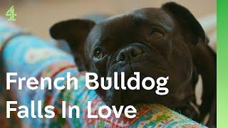 French Bulldog helps man with shock kidney failure | The Dog House  | Buddy the French Bulldog