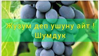 Бул Жузум РЕКОРД койду , тез тушумго кирип мол тушум беруучу жузумдор 0773456707