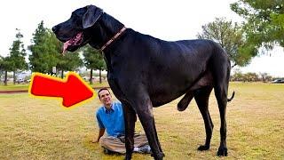 THE BIGGEST GREAT DANES DOGS EVER