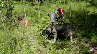 Venn & Vana - Norwegian Elkhound Pups Training Off Leash