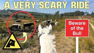 POV scary ride! Bulls, Wild horses and more - This Esme Ad