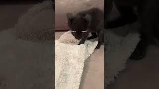 КОТ С МАКИЯЖЕМ #shortvideo #shorts #short #мем #смех #лол #meme #memes #коты #cats #кот #cat #смешно