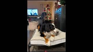 The cat and dog adore each other's company#love #dog #cat #friends