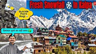 Fresh SnowFall In Kalpa|| हिमाचल घूमने का सही समय || Suicide Point Rogi |#kinaur#vlog