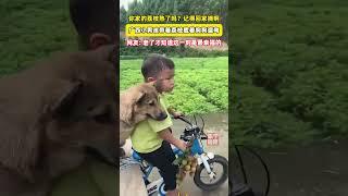 #中国 #china 广西小男孩带着荔枝、载着狗狗遛弯，网友：后来才明白，欲买桂花同载酒，终不似，少年游。   #童年味道 #快乐