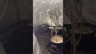 4 plants under a Mars Hydro FC4800 --  Week 3 of flow #indoorgrowing #shorts #marshydro