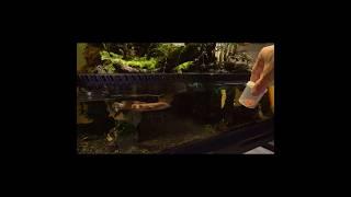 My Pet Snakehead Jumps Like a Dog! Spring Aquarium Surprise! #animals #aquarium #pets #fish