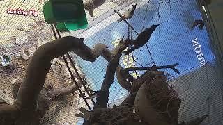 The pair of crested birds were placed in the Avi cage to breed