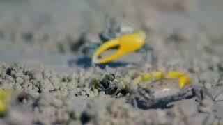 Fiddler crab - Mating dance