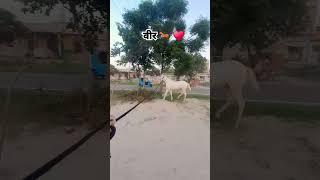 वीर  ️ #marvadihorse #horsedance #shokin