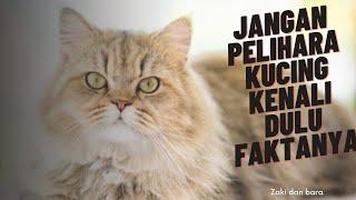 PENTING!! JANGAN SEMBARANG PELIHARA KUCING||FAKTA KUCING PART 1