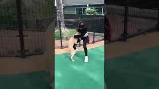 Girl Vs Dog, Smart Girl Playing With Smart Puppy #dog #girl #puppy #shorts #8
