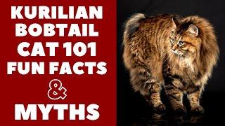 Kurilian Bobtail Cats 101 : Fun Facts & Myths