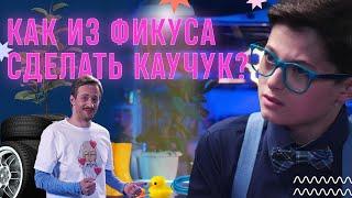 Как из фикуса сделать каучук