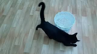 Black Crazy cat playing with basket  