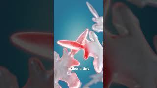 Why Do Snowballs Stick Together? 
